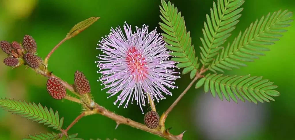 Как да отгледаме и да се грижим за срамежлива мимоза  (Mimosa Pudica)